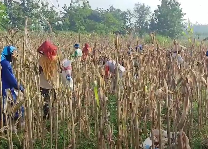 Tarif 0% Produk AS Berpotensi Mengancam Peternak dan Petani Lokal